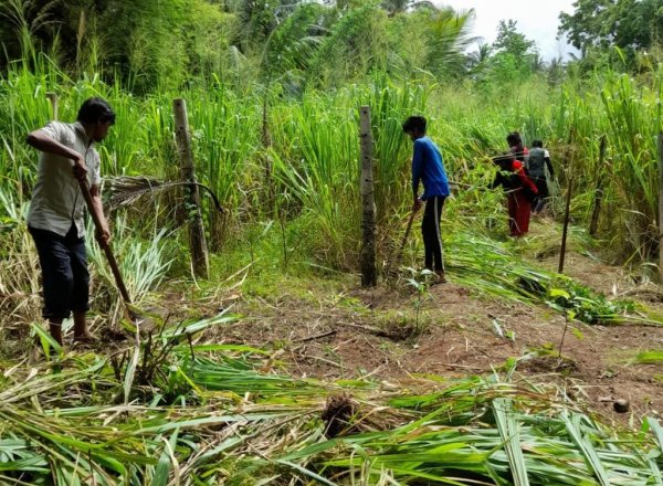 අලුත් වන ඇතුන්ගම තරුණ ගොවිපල..